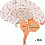 Top-Sleep -Frequencies - Effects -on -Sleep