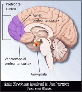 PTSD & SI - Symptoms Coping and Treatment