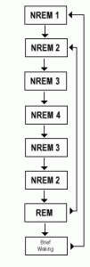 REM Sleep Behavior Disorder 