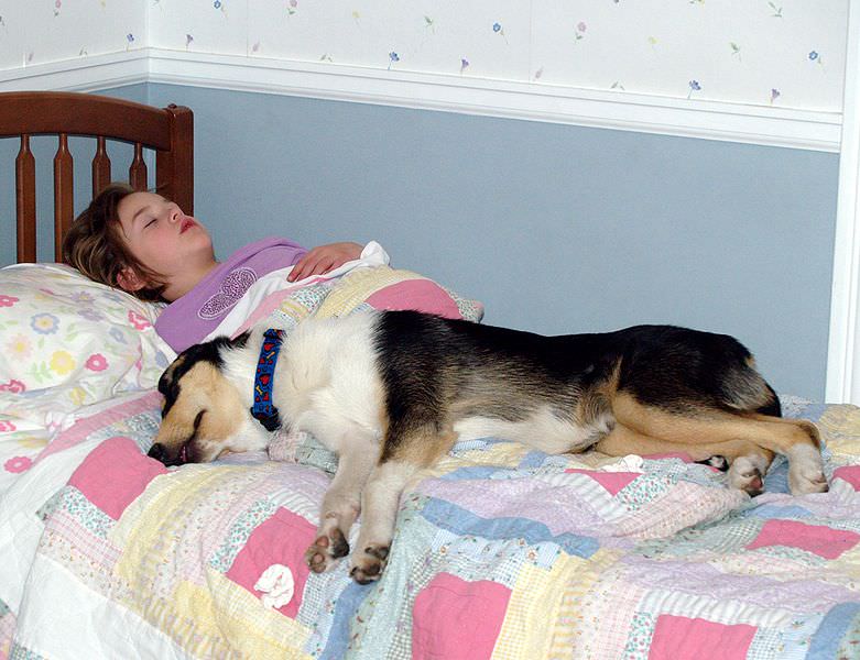 Pets in Bed Sleep Habits Information about Bedroom Zoonosis